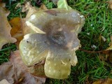 Russula cyanoxantha image