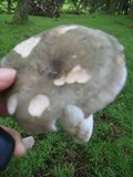 Russula cyanoxantha image