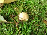 Russula cyanoxantha image