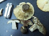 Russula nigricans image