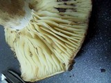 Russula nigricans image