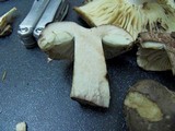 Russula nigricans image