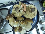 Russula nigricans image