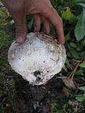 Calvatia booniana image