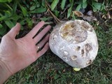Calvatia booniana image