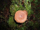 Lactarius rufus var. parvus image