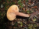 Lactarius rufus image