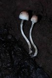 Leucoagaricus caerulescens image