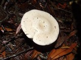 Clitopilus prunulus image