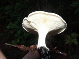 Clitopilus prunulus image