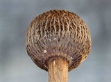 Crinipellis zonata image