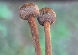 Crinipellis zonata image