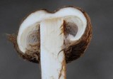 Crinipellis zonata image