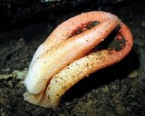 Clathrus columnatus image