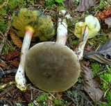 Boletus truncatus image