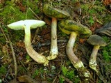 Boletus truncatus image