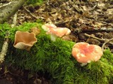 Russula nobilis image