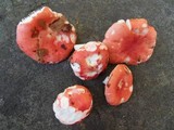 Russula nobilis image