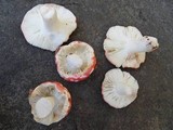 Russula nobilis image