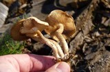 Pholiota terrestris image