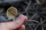 Hypholoma marginatum image