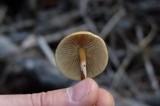 Hypholoma marginatum image