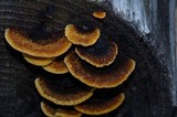 Gloeophyllum sepiarium image