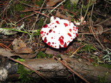 Hydnellum peckii image