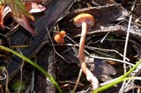 Laccaria bicolor image