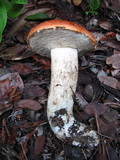 Leccinum manzanitae image