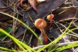Laccaria bicolor image