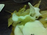 Pleurocybella porrigens image