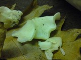 Pleurocybella porrigens image