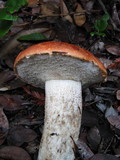 Leccinum manzanitae image