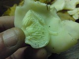Pleurocybella porrigens image