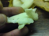 Pleurocybella porrigens image