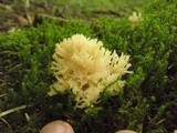 Clavulina coralloides image