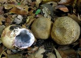 Scleroderma areolatum image