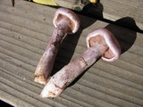 Cortinarius alboviolaceus image