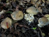 Scleroderma areolatum image