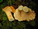 Cantharellus formosus image