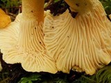 Cantharellus formosus image