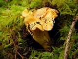 Cantharellus formosus image