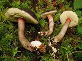 Boletus zelleri image