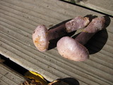 Cortinarius alboviolaceus image