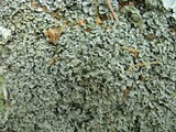 Cladonia petrophila image