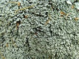 Cladonia petrophila image