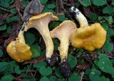 Cantharellus formosus image