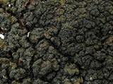 Massalongia carnosa image