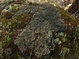 Massalongia carnosa image